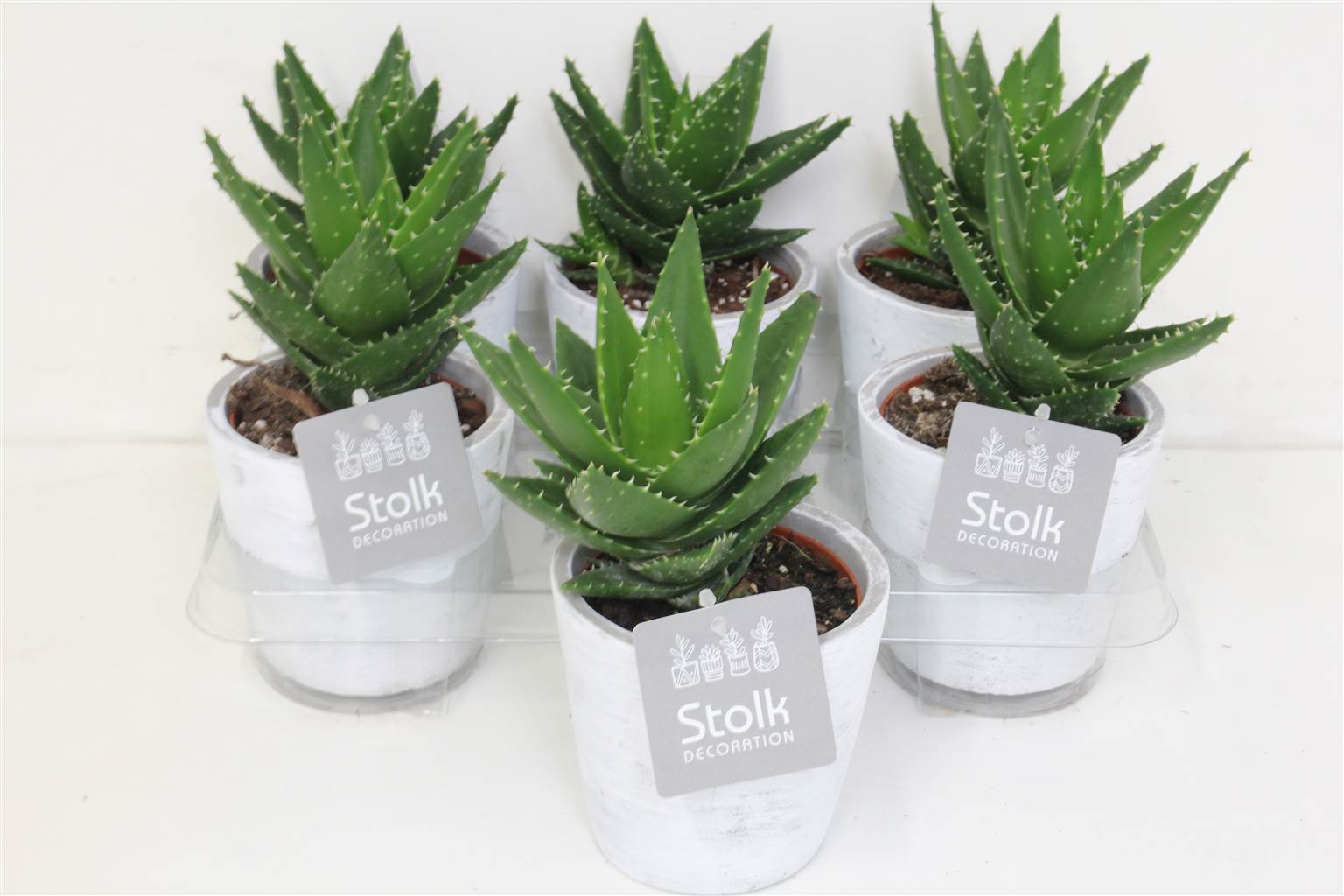 Алоэ Митроформис Серый Смешанный Столк Деко Белая Стирка # ( Aloe Mitroformis Grey Mixed Stolk Deco