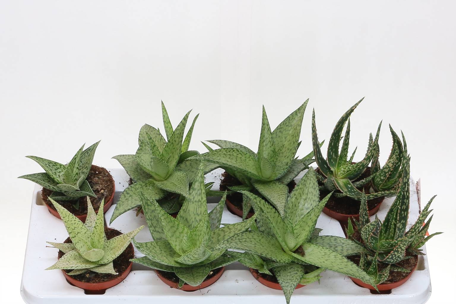 Aloë Mixed ( Aloë Mixed ) W 10,5 см H 30 см