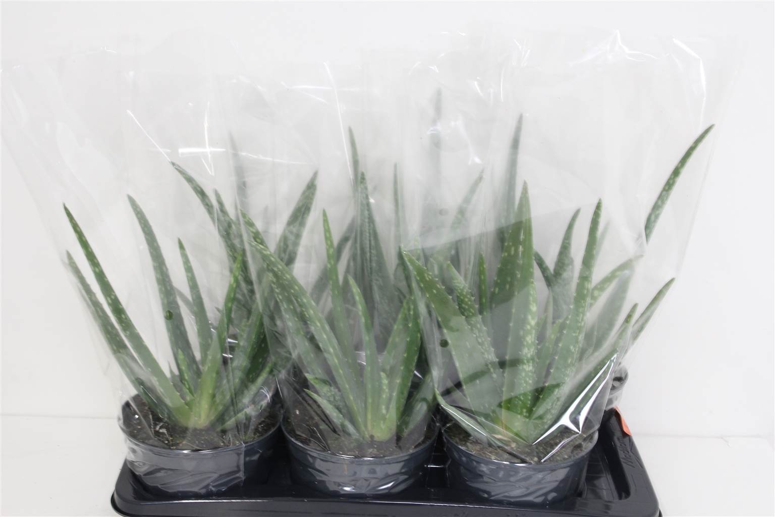 Алоэ Вера ( Aloe Vera ) W 17 см H 1 см
