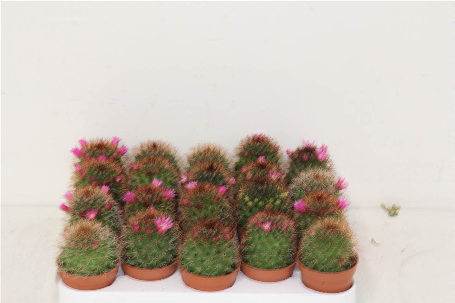 Кактус Blouiend Mixed ( Cactus Bloeiend Mixed ) W 5,5 см H 1 см