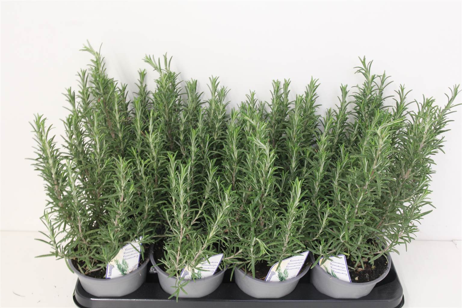 Розмарин лекарственный ( Rosmarinus Officinalis ) W 14 см H 35 см