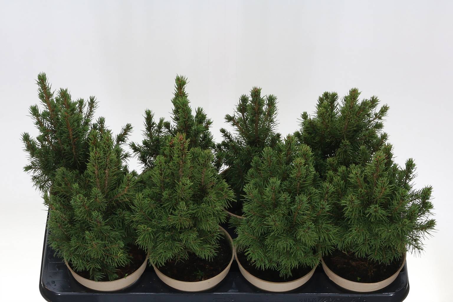 Ель Glauca Conica ( Picea Glauca Conica ) W 13 см H 30 см