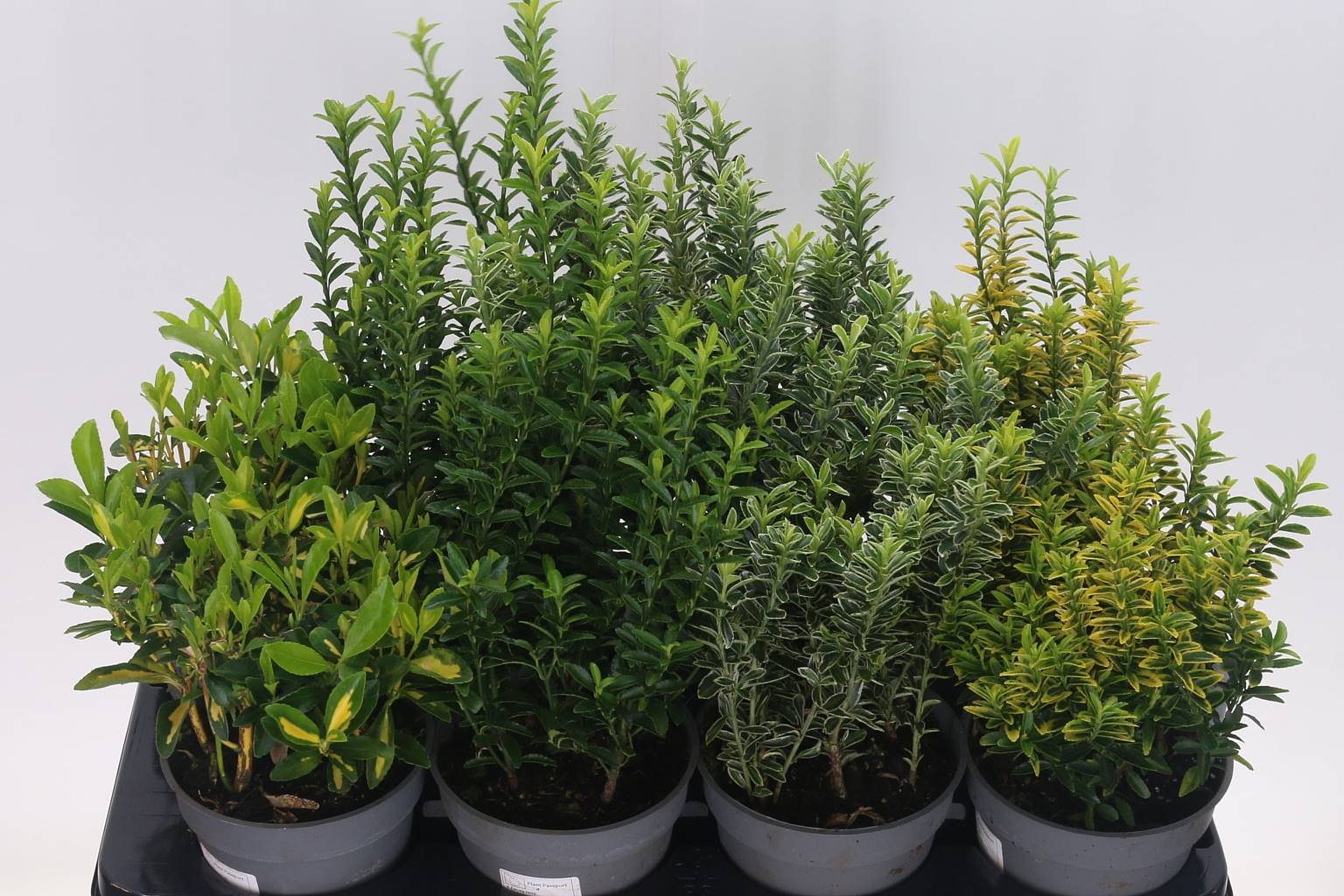Евонимус Япончик Смешанный ( Euonymus Jap Mixed ) W 13 см H 30 см