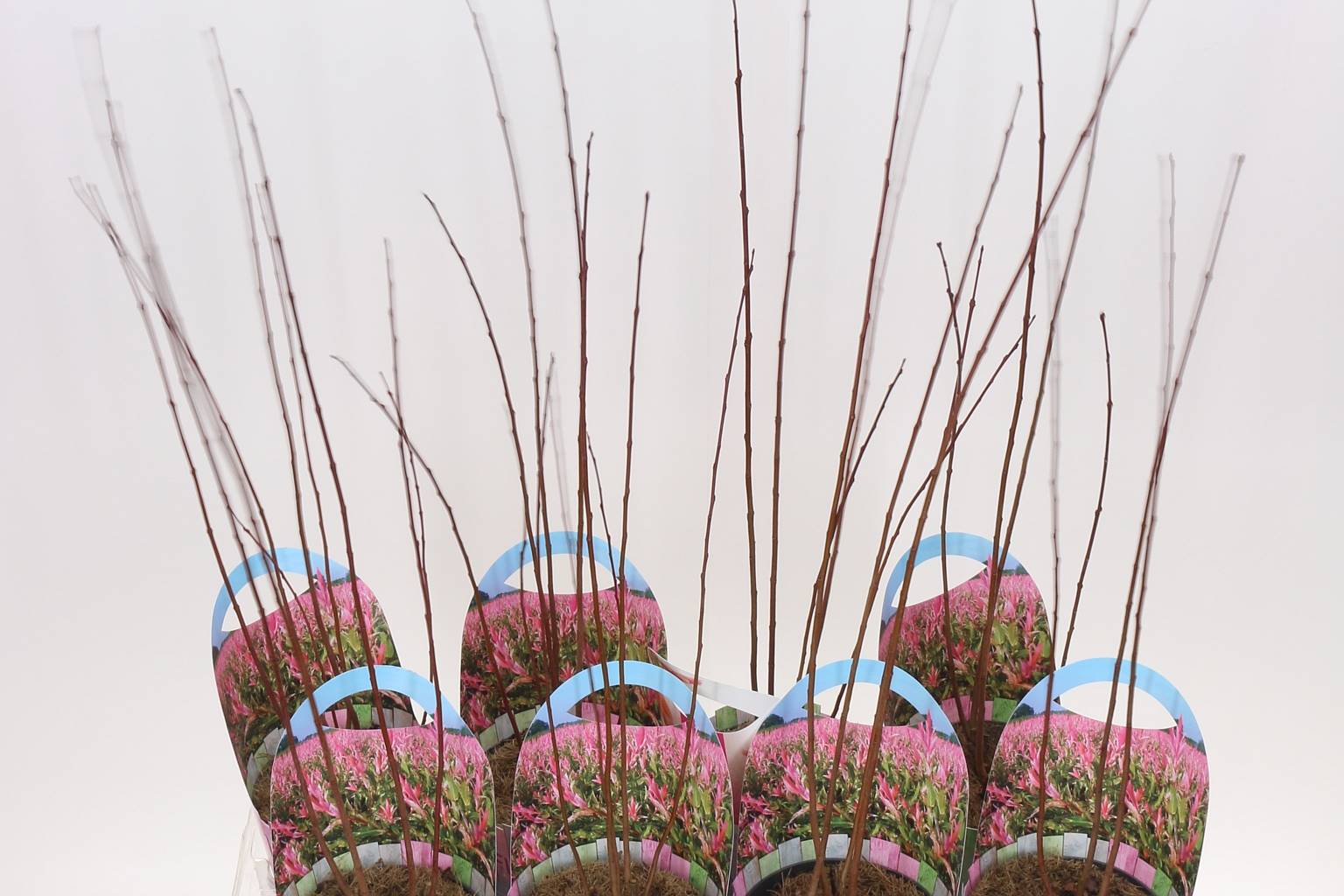 Саликс По-Фламандски ( Salix In Flamingo ) W 12 см H 45 см