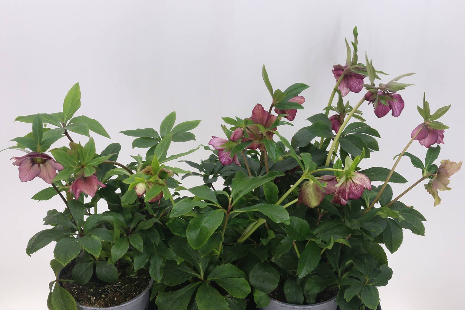 Хеллеборус Ориен ( Helleborus Orien ) W 17 см H 40 см