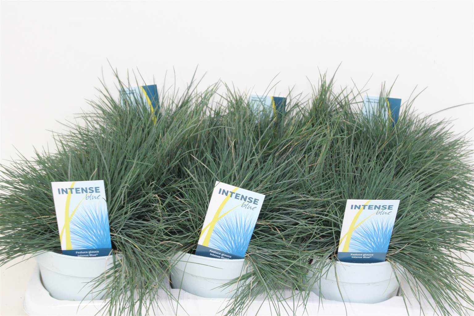 Осколок Ярко-Синего Цвета ( Festuca Gl Intense Blue ) W 17 см H 30 см