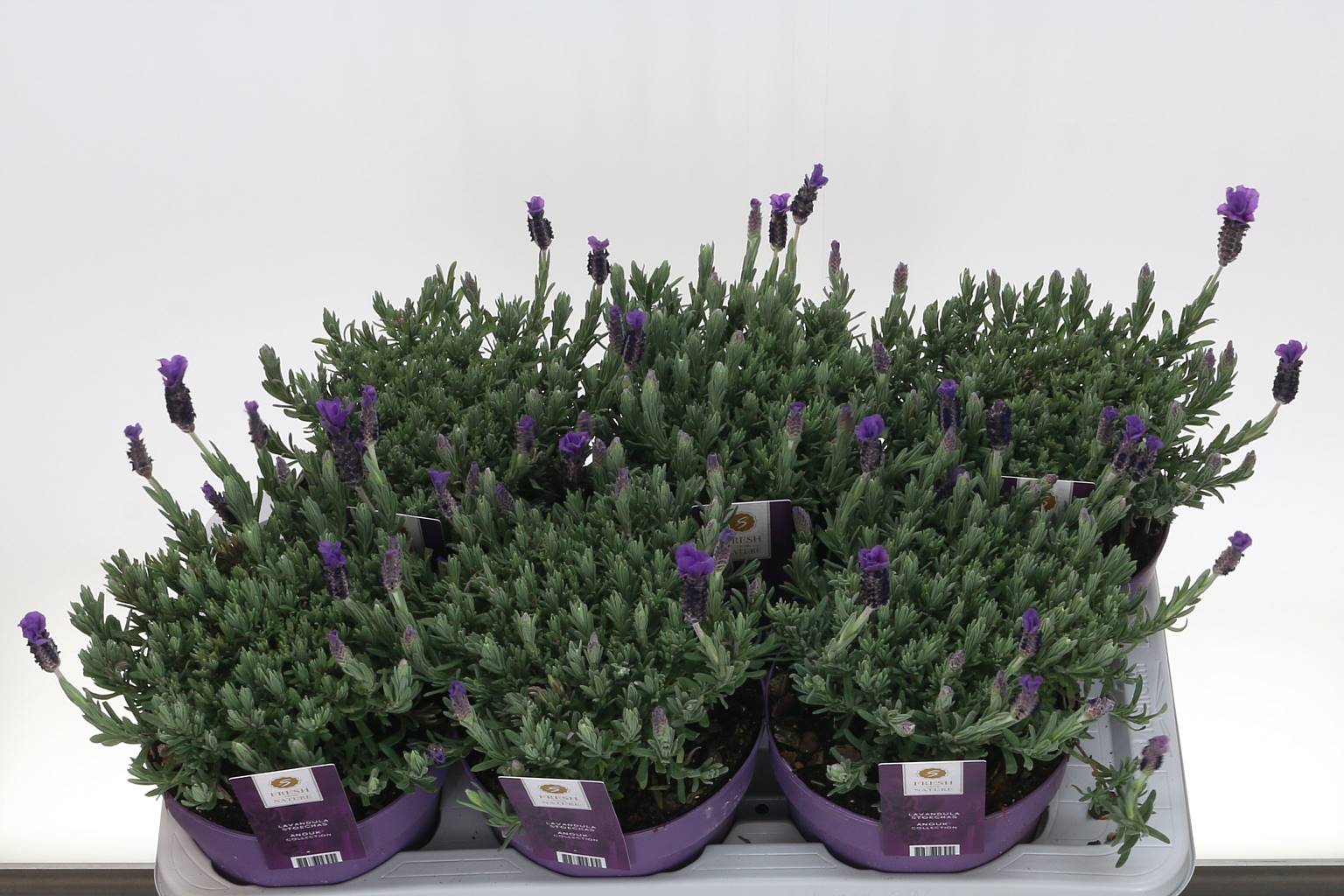 Лавандула С Анук ( Lavandula S Anouk ) W 17 см H 30 см