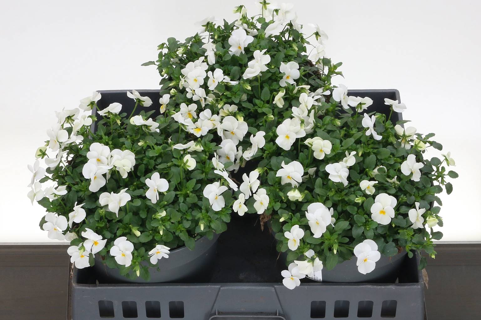 Виола Co Tw Белая ( Viola Co Tw White ) W 23 см H 30 см