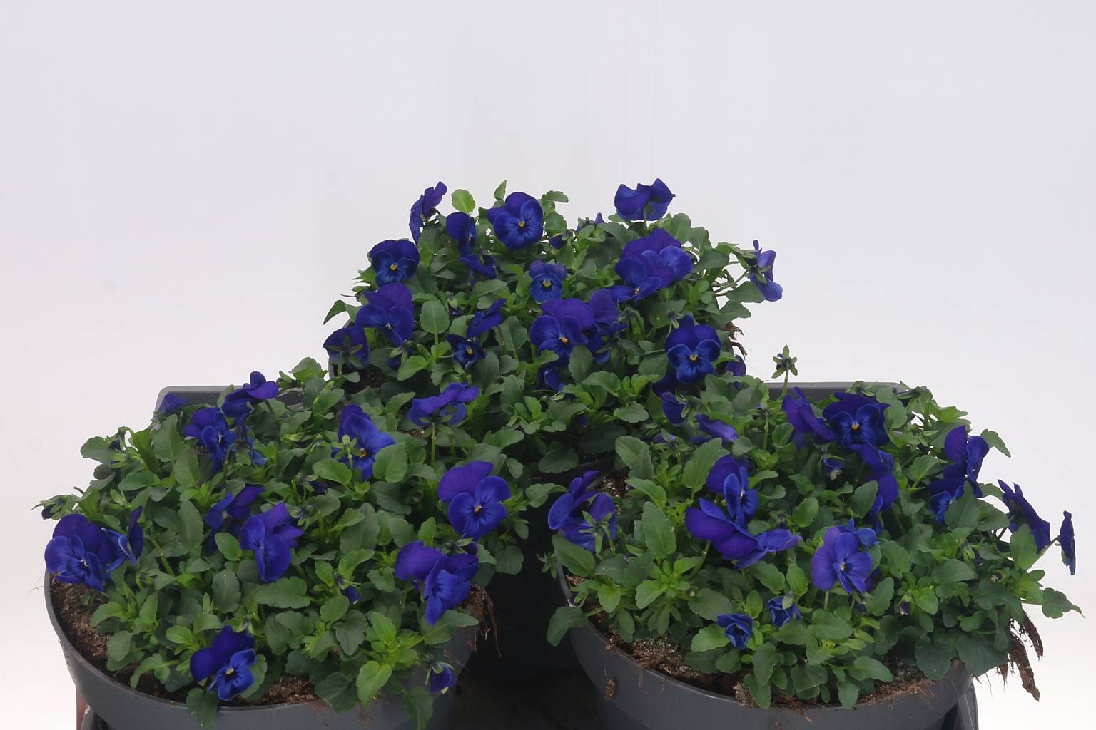 Виола Си Блю Идеальна ( Viola C Blue Perfecti ) W 23 см H 30 см