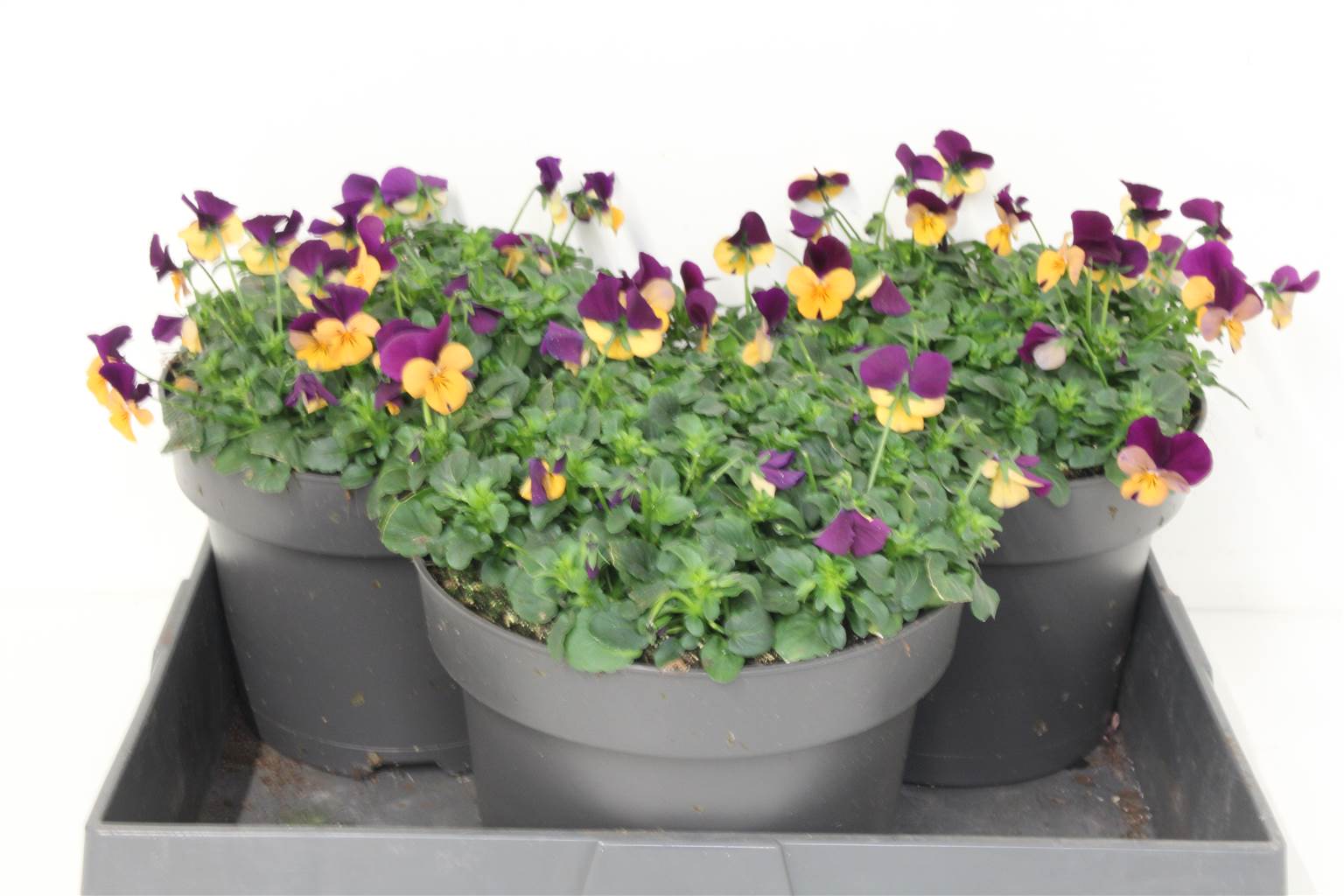 Виола Co Tw Oran+pur W ( Viola Co Tw Oran+pur W ) W 23 см H 30 см