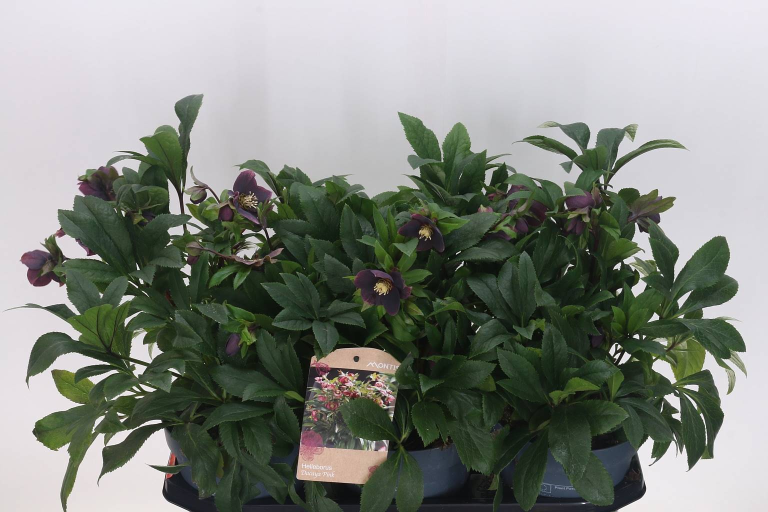 Хеллеборус Или Вив Виктория ( Helleborus Or Viv Victoria ) W 19 см H 45 см