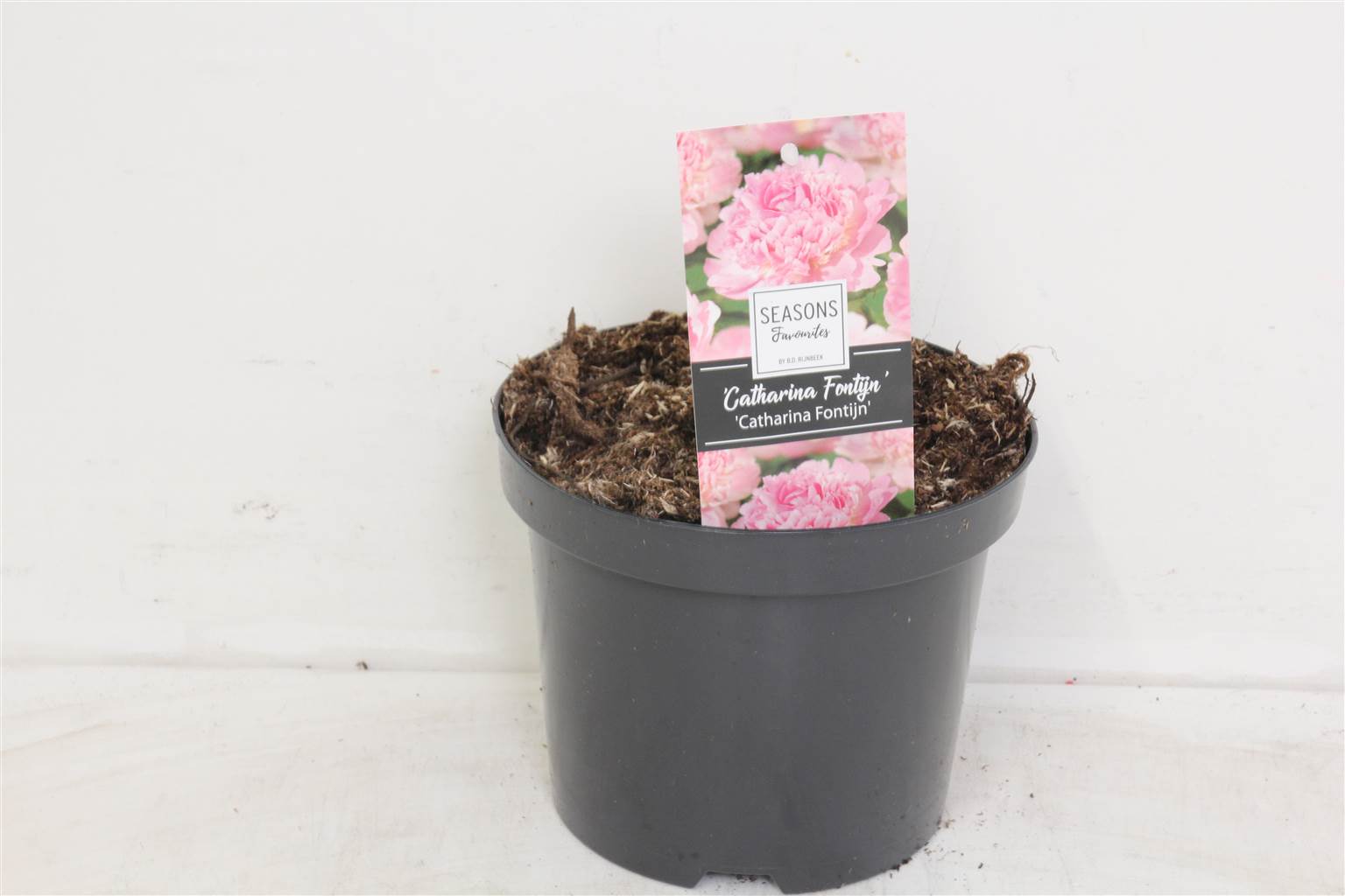 Пион ( Paeonia ) W 19 см H 30 см