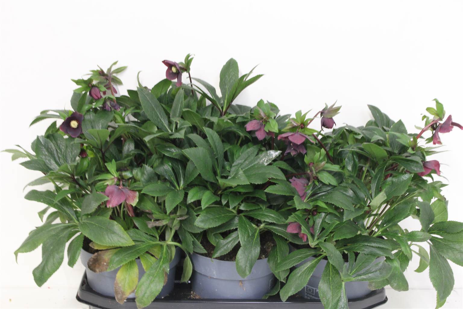 Хеллеборус Или Вив Виктория 35+ ( Helleborus Or Viv Victoria 35+ ) W 19 см H 45 см