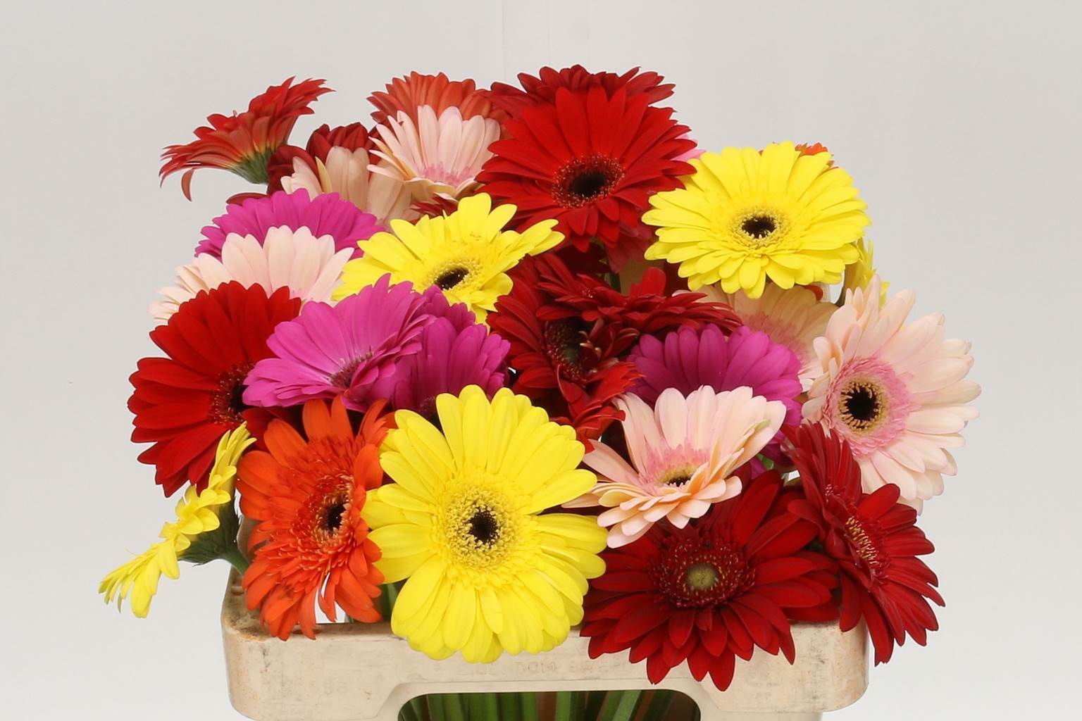 Gerbera Aqua Mixed (Гербера Аква Миксд) В45