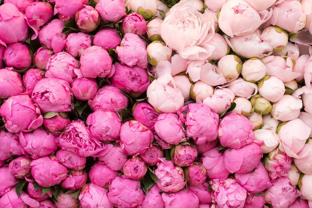 Paeonia mix bucket (Пион Микс букет) В55