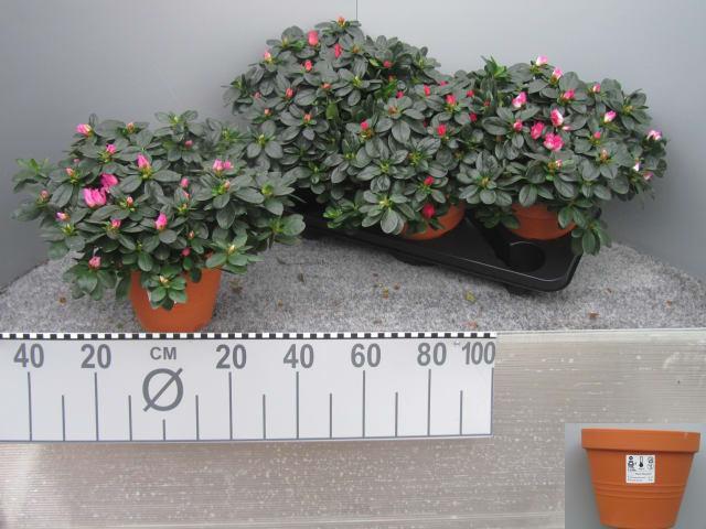 Rhododendron Si Mix (Рододендрон Си Микс) 13горш.