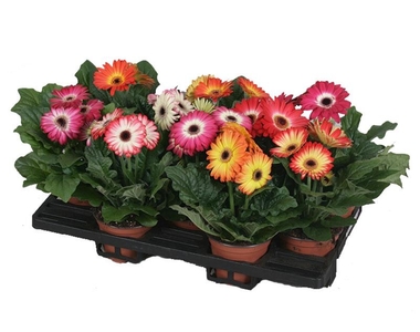 Gerbera Twister Mix (Гербера Твистер Микс) В12