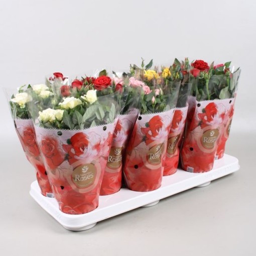 Rosa Favourite Gemengd (Роза Фаворит Геменд) В17