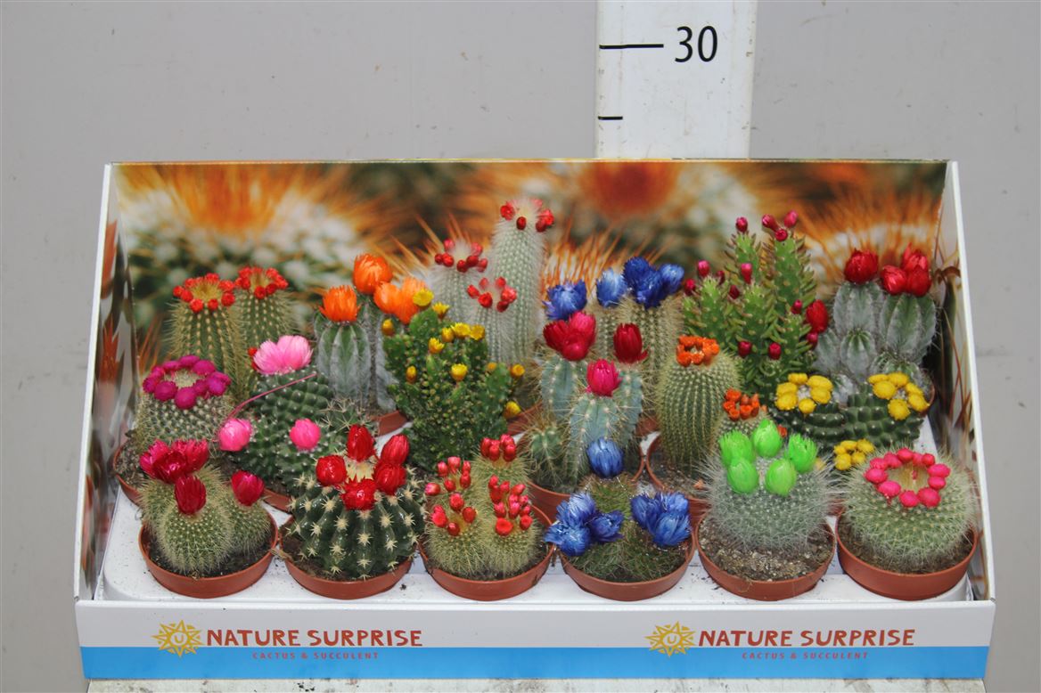 Cactus Versierd Strobloem Showdoos (Кактус Версирд Строблоем)