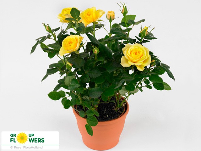 Rosa Jewel Geel (Роза Джевел Джил)