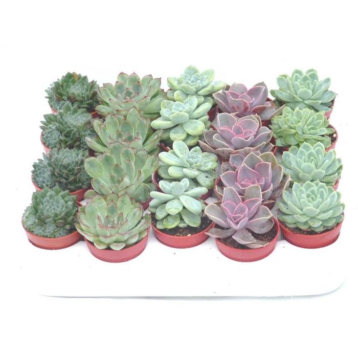 Adromischus Gemengd Showdoos (Адромискус Геменд Шоудос) В505