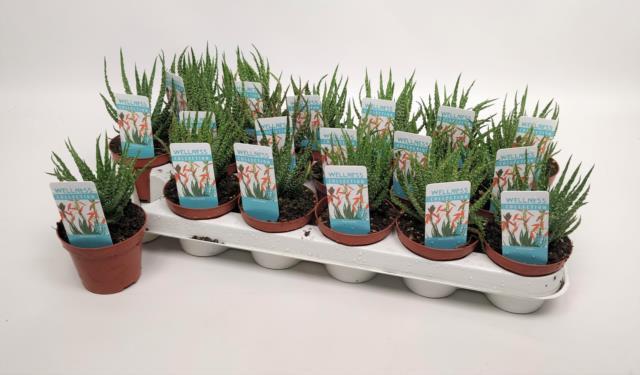 Aloe Humilis (Алое Хумилис) В508