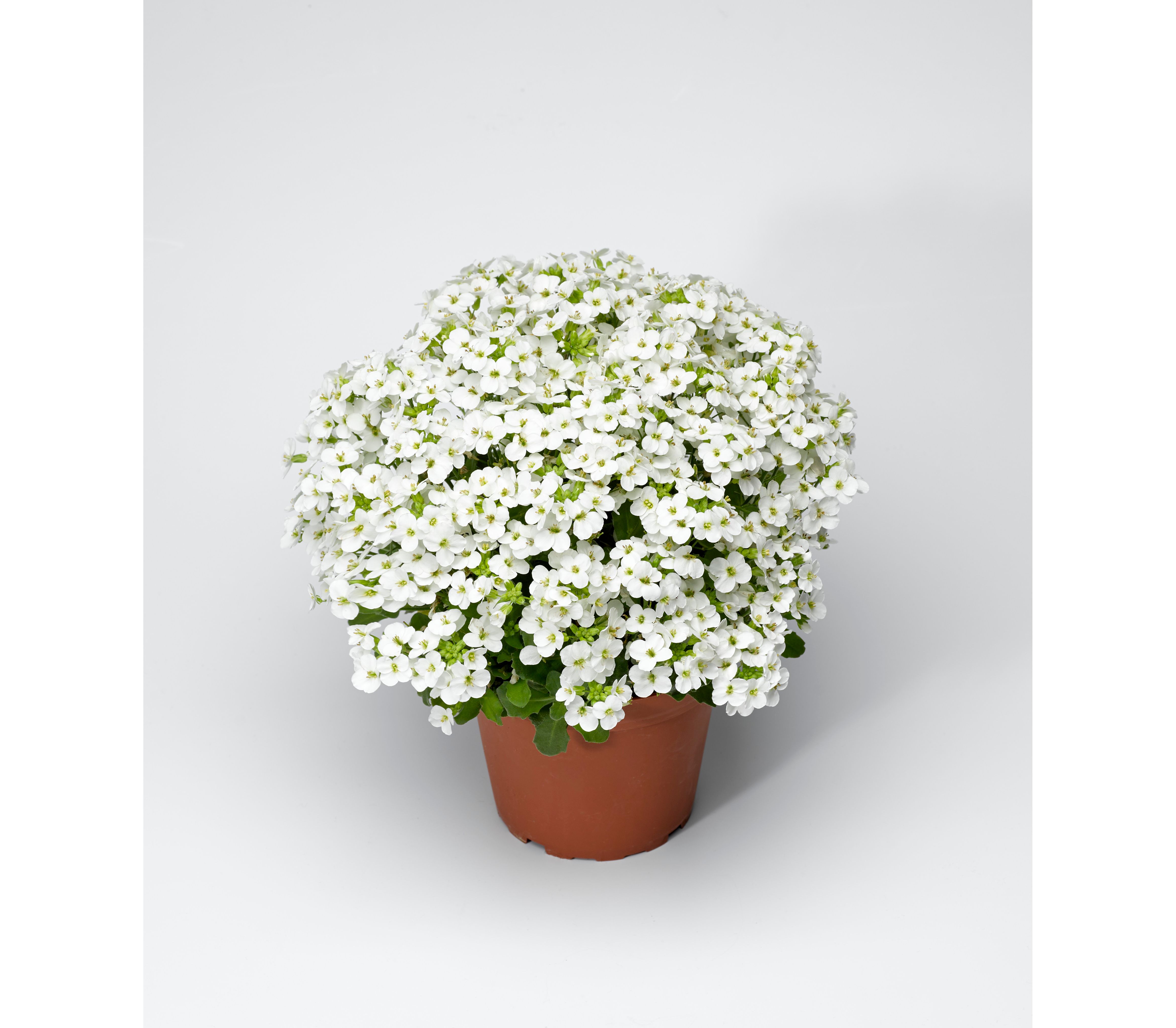 Arabis Bleph (Арабис Блеф) В12
