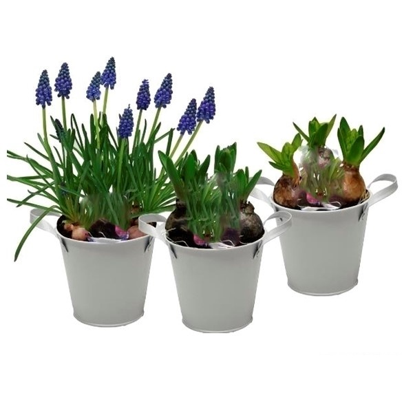 Bolbloemen Mix (Болбломен Микс) В7