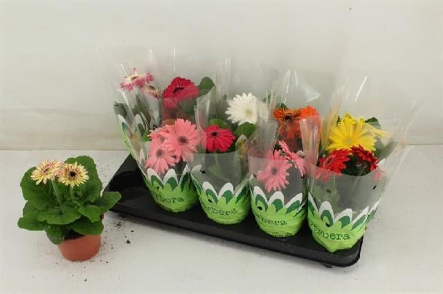 Gerbera C G Gemengd (Гербера Геменд) В9