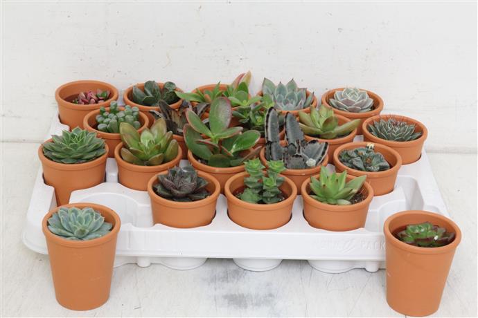 Succulenten Gemengd Showdoos (Суккулент Геменд Шоудос) В505