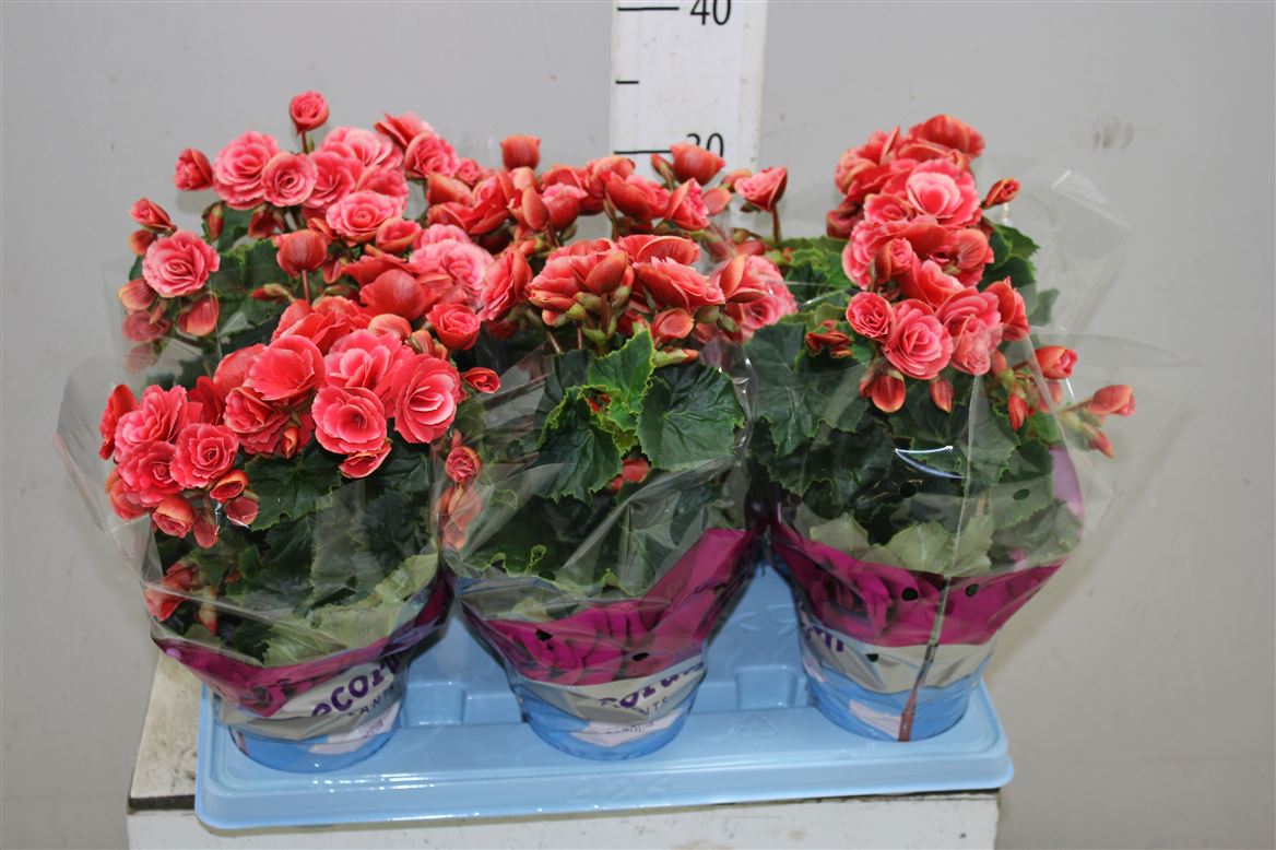 Begonia Du Borias (Бегония Ду Бориас) В14