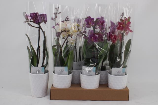 Phalenopsis Gemengd 2 Tak 10 (Фаленопсис Геменд) В12