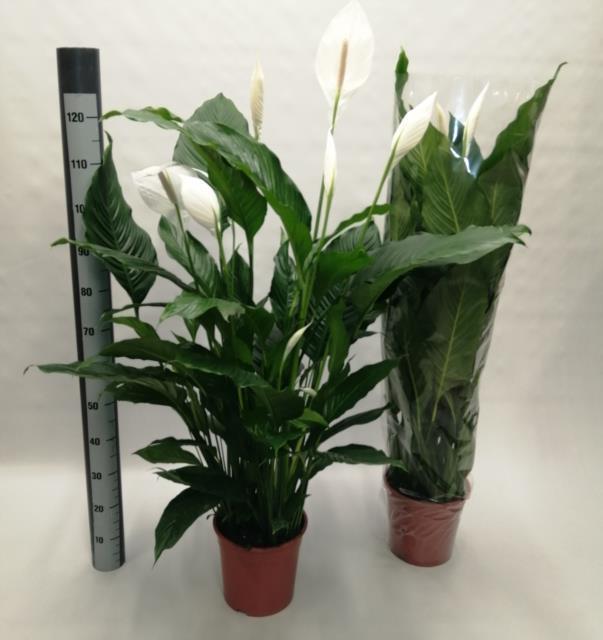 Spathiphyllum Chopin Schaal (Спатифиллум Шопен Шоол) В17