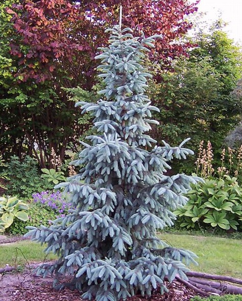 Ель Энгельмана Glauca (Глаука)