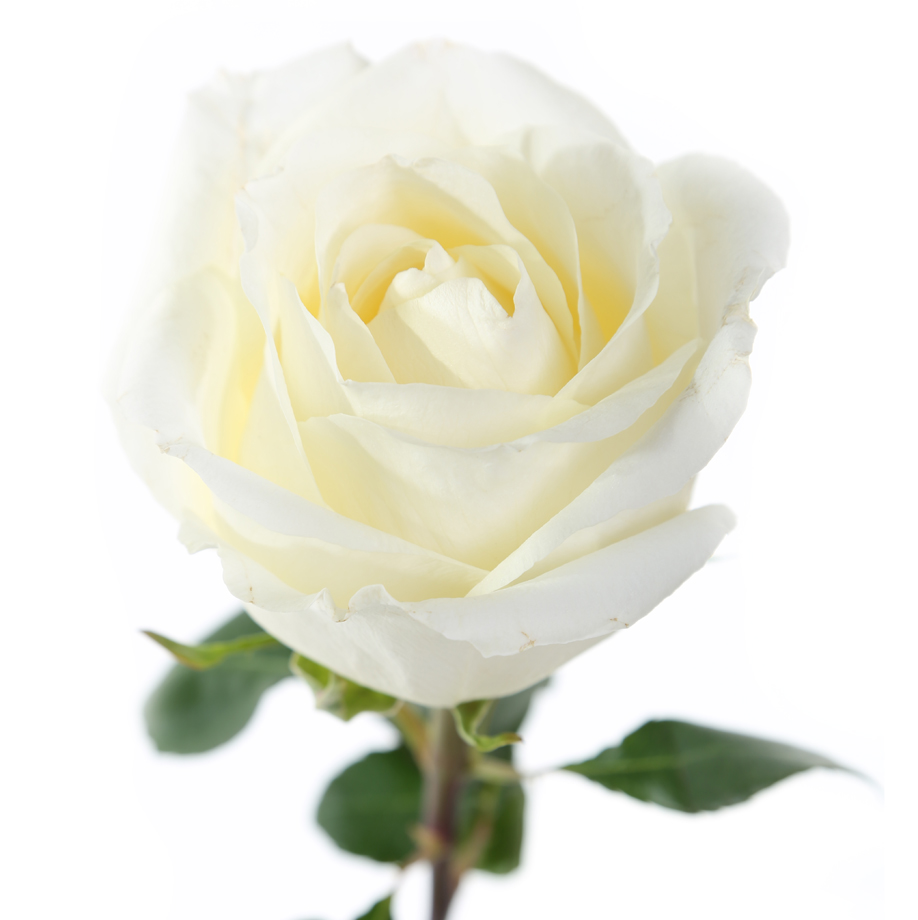 Rose White Chocolate (Роза Вайт Чоклат) B60 SUNSET VALLEY
