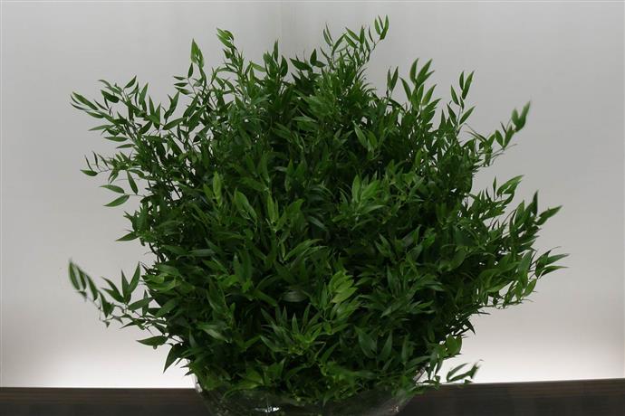 Ruscus Italie (Рускус Италика) В70-100