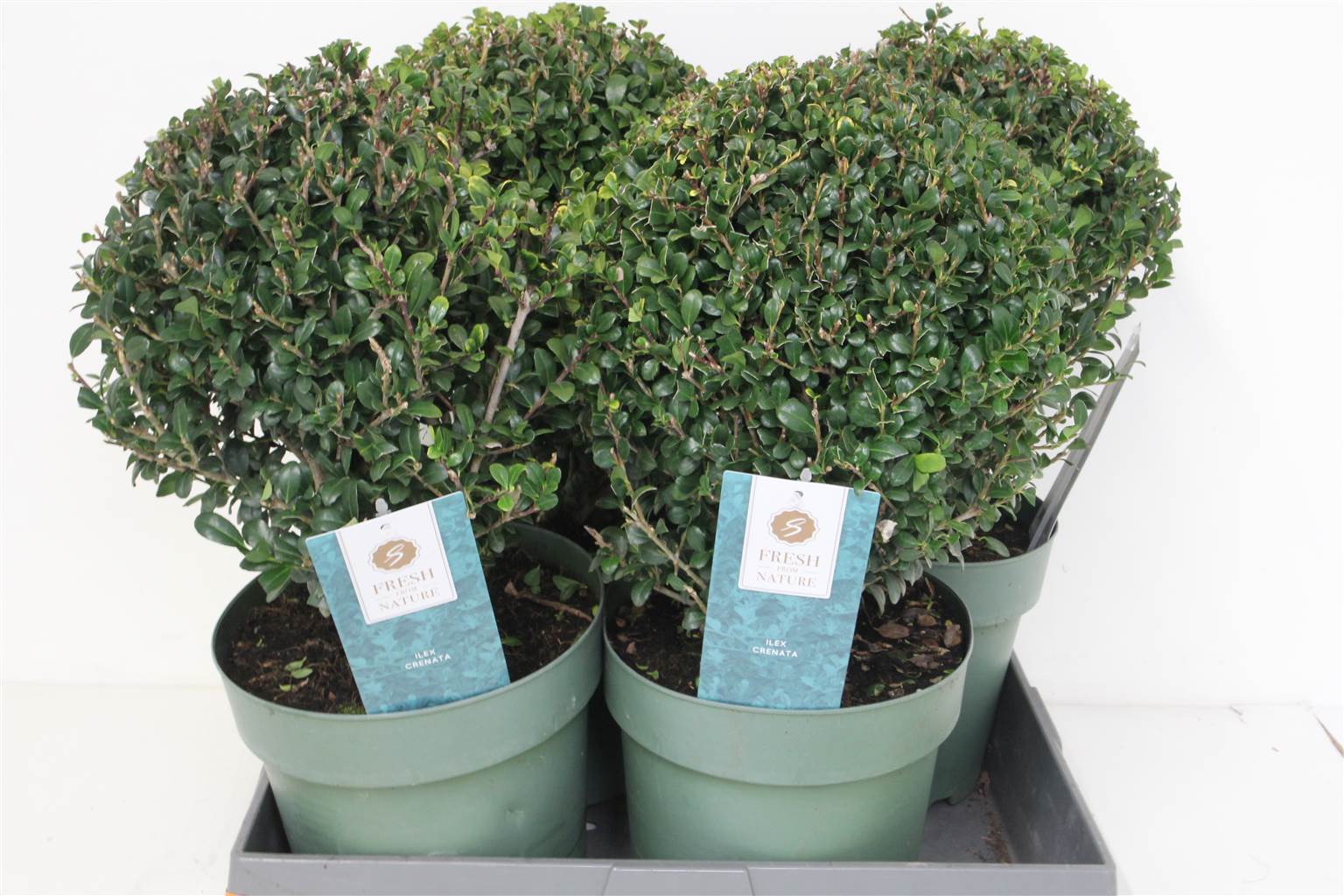 Остролист Крената ( Ilex Crenata ) W 21 см H 45 см