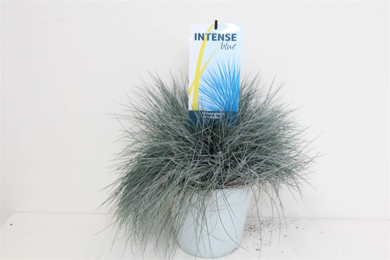 Осколок Ярко-Синего Цвета ( Festuca Gl Intense Blue ) W 23 см H 50 см