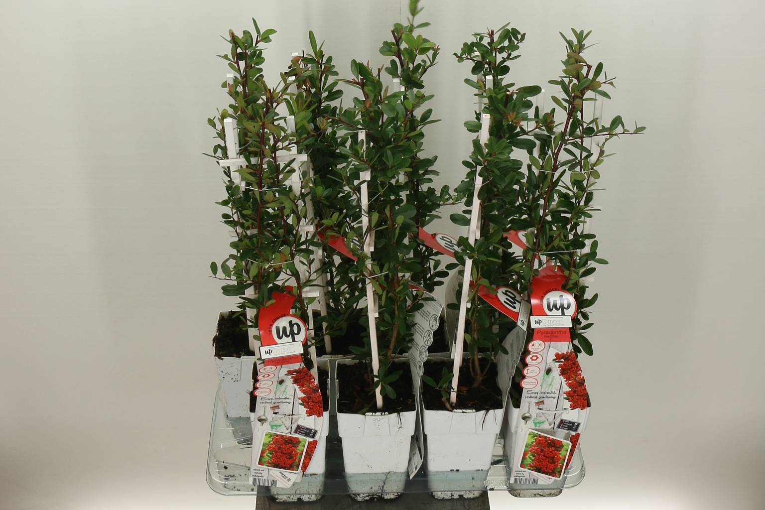 Пираканта Ко Красная Звезда ( Pyracantha Co Red Star ) W 15 см H 65 см