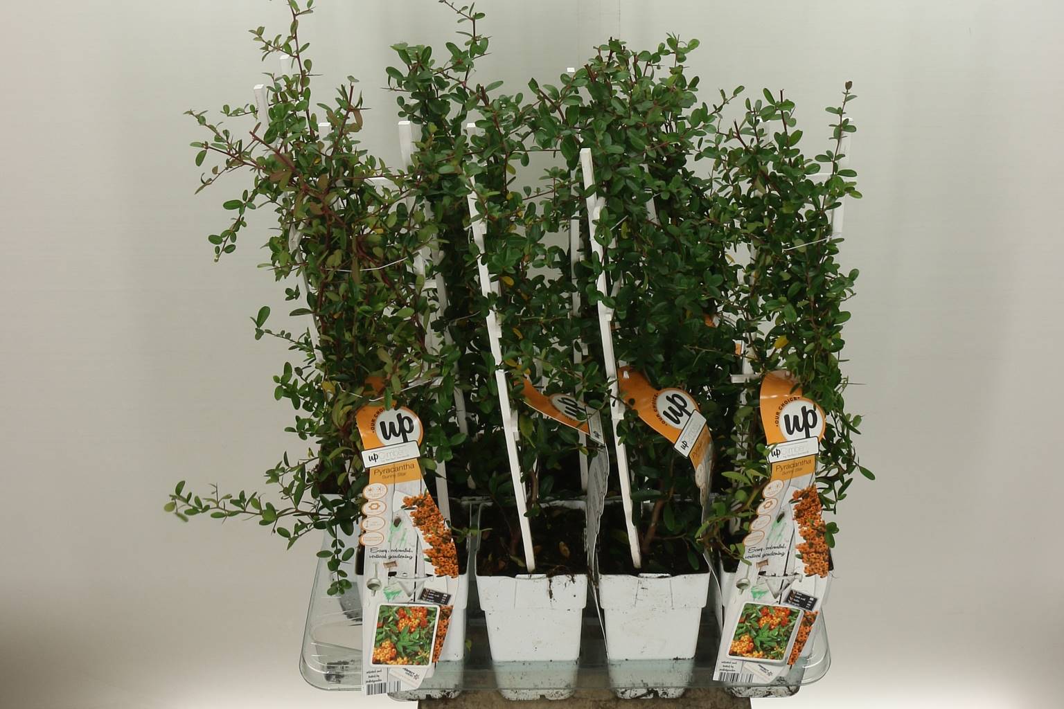 Пираканта Ко Солнечная Звезда ( Pyracantha Co Sunny Star ) W 15 см H 65 см