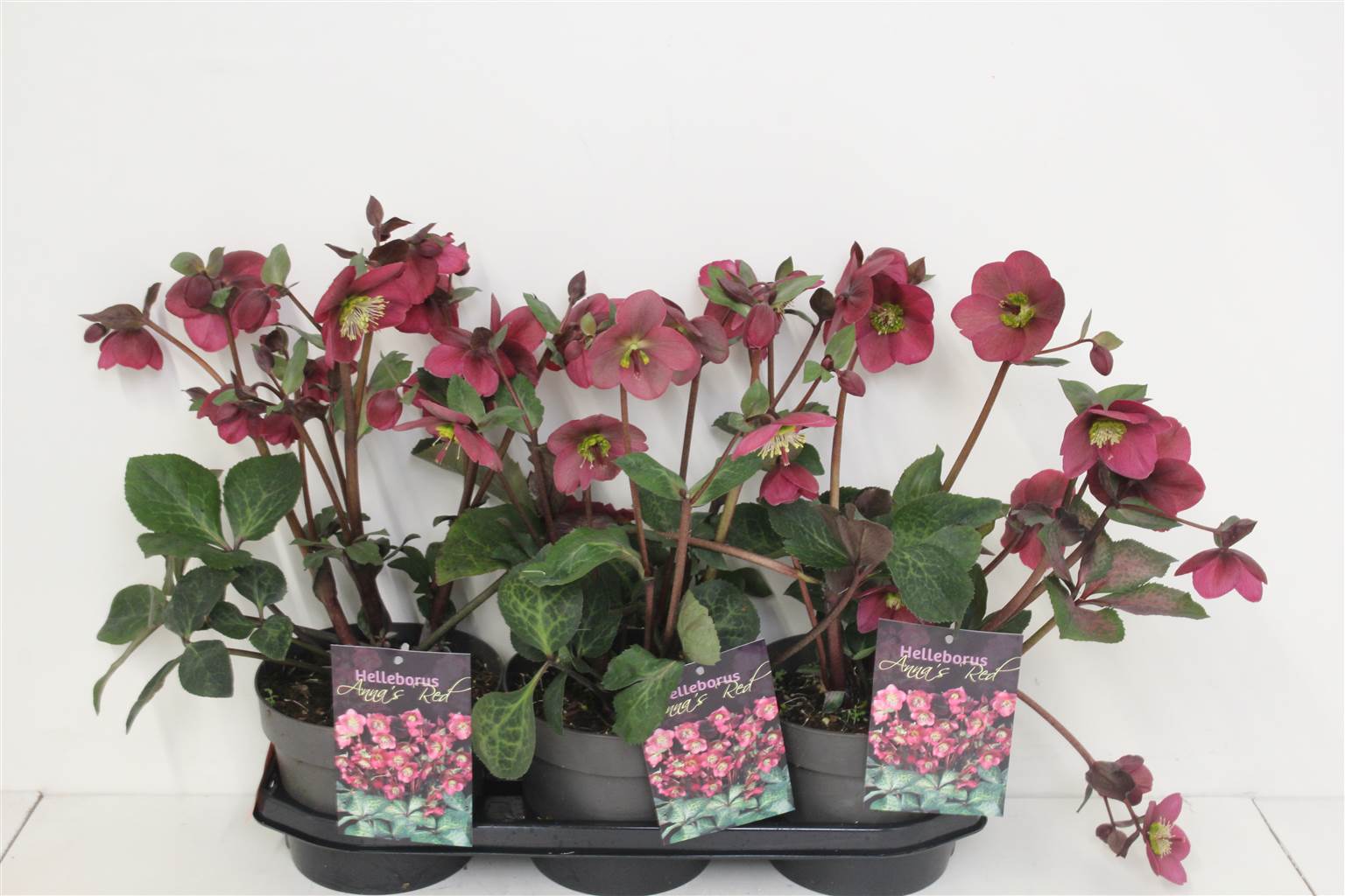 Хеллеборус красный Анны ( Helleborus Anna S Red ) W 19 см H 50 см