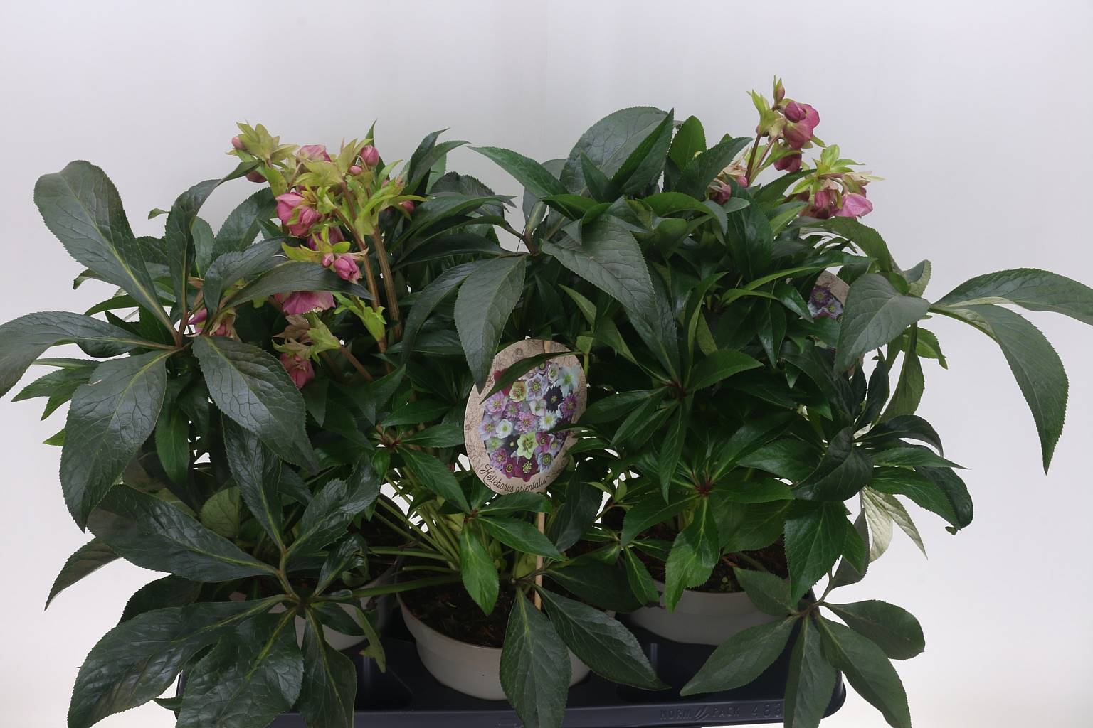 Хеллеборус Дакайя 20+ ( Helleborus Dacaya 20+ ) W 19 см H 50 см
