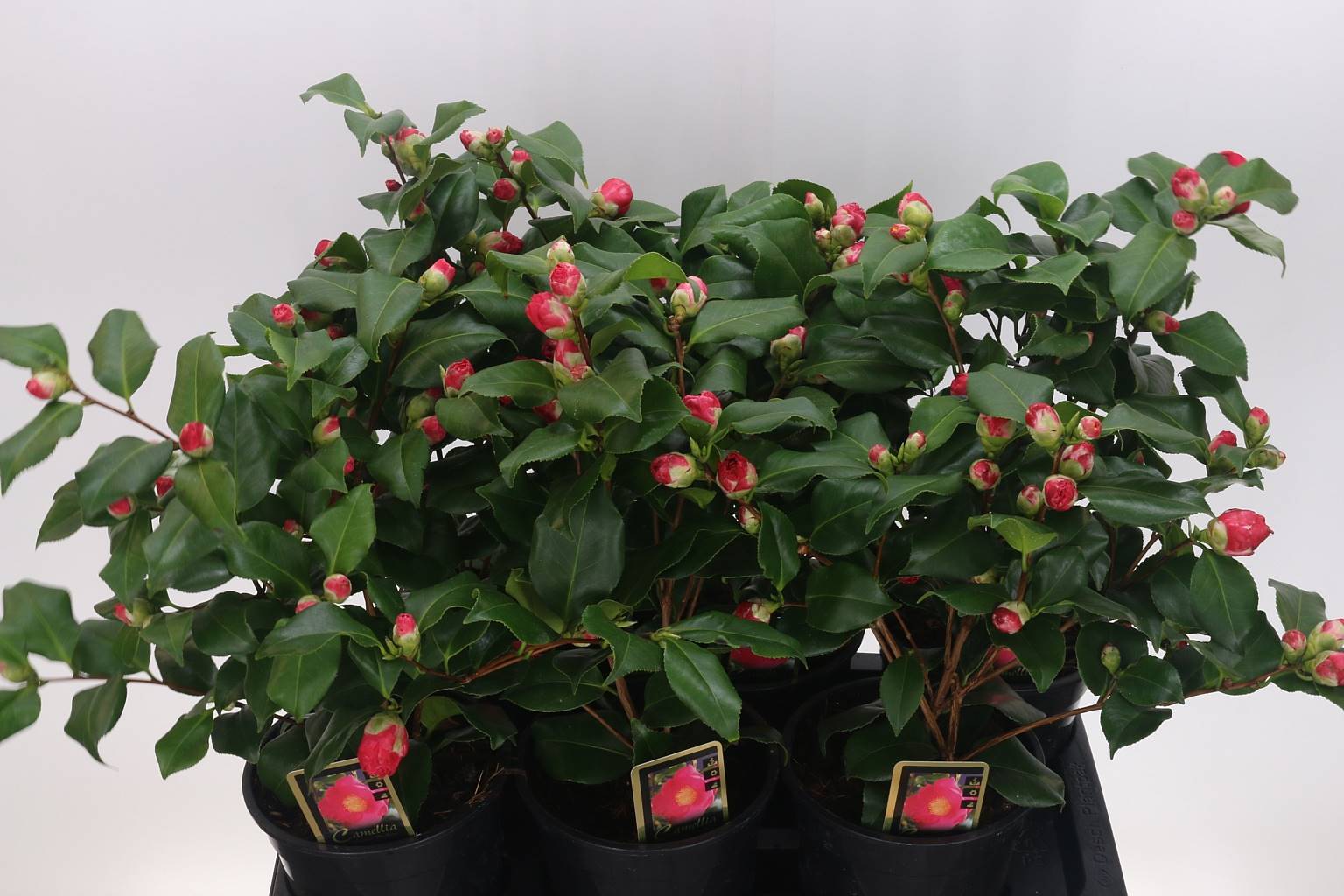 Камелия Джа Доктор Кинг ( Camellia Ja Dr King ) W 17 см H 50 см