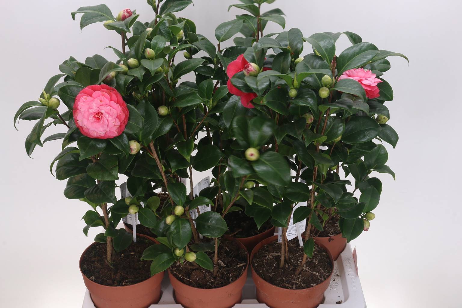 Камелия Ja Pr Baciocch ( Camellia Ja Pr Baciocch ) W 17 см H 60 см