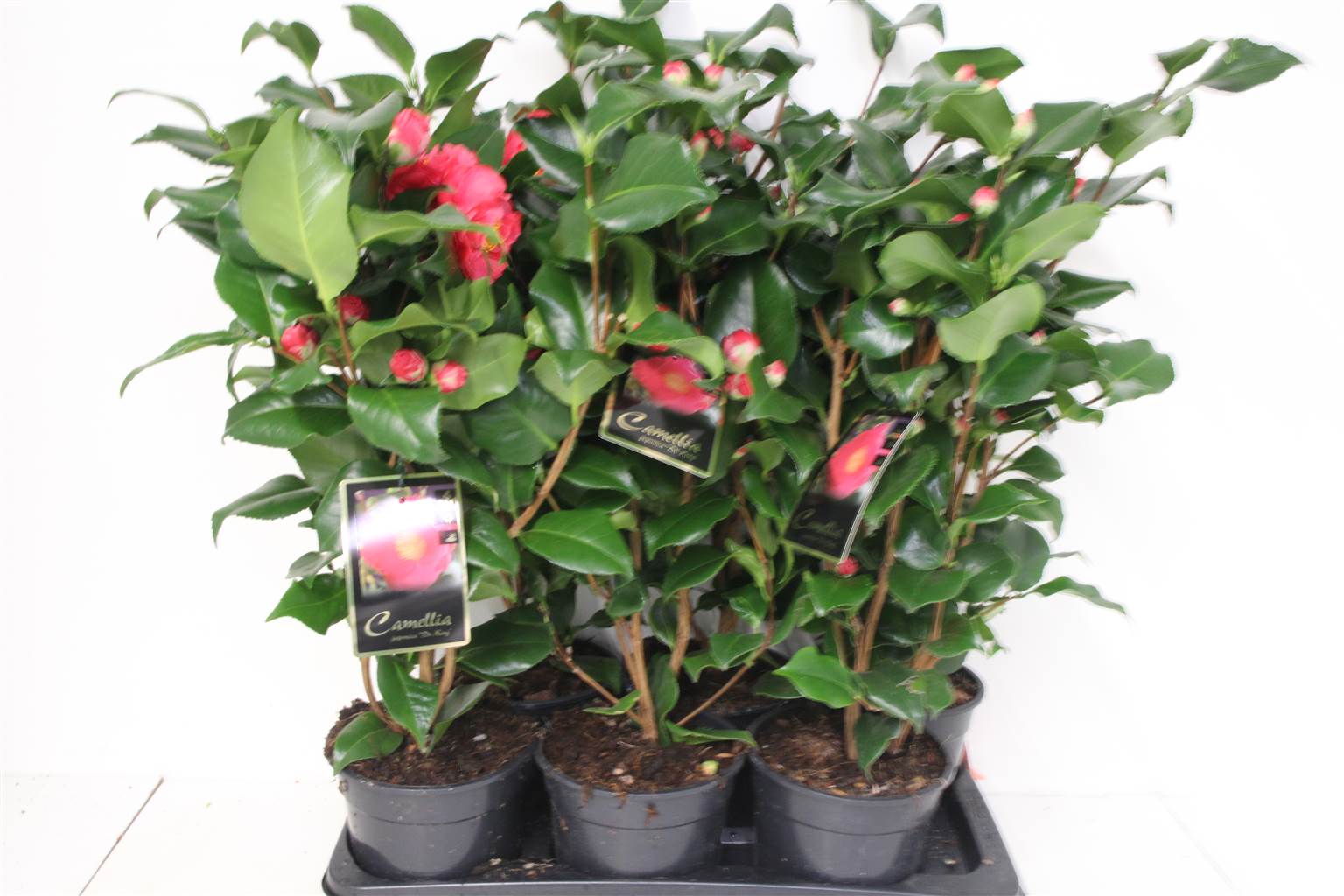 Камелия Джа Доктор Кинг 12+ ( Camellia Ja Dr King 12+ ) W 17 см H 65 см