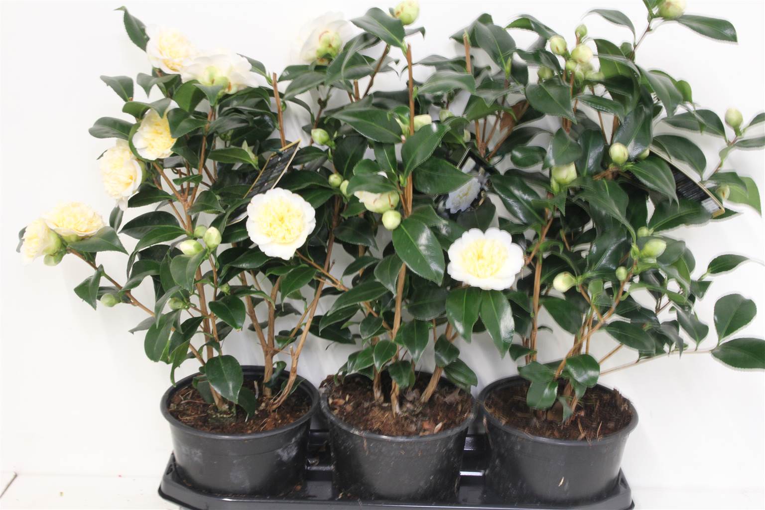 Камелия Джа Брашфилд ( Camellia Ja Brushfield's ) W 19 см H 50 см