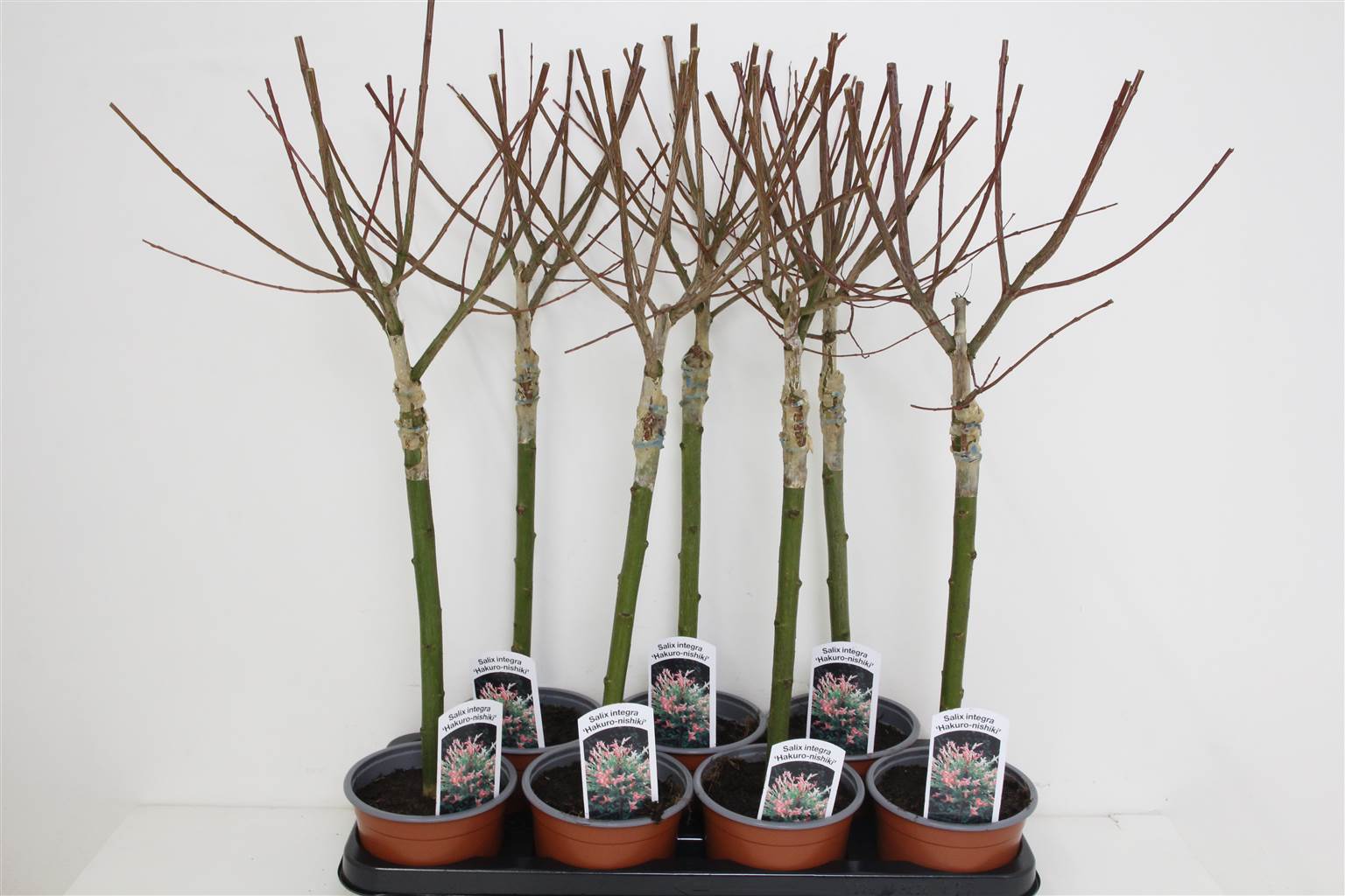 Саликс На Финише Хакуро ( Salix In Hakuro Nish ) W 14 см H 70 см