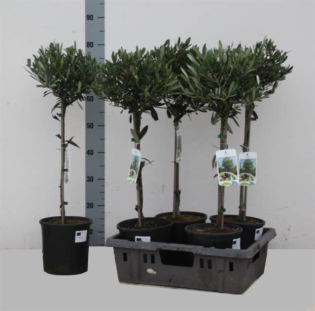 Масла В Европейском Союзе ( Olea Europaea ) W 20 см H 80 см