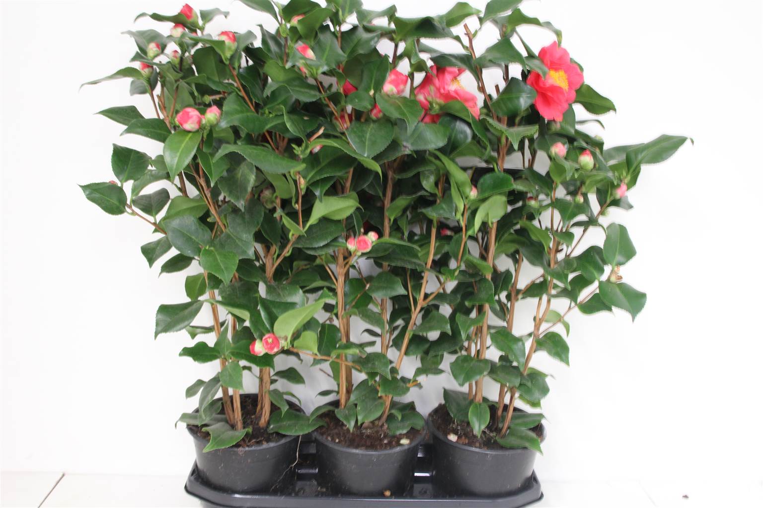 Камелия Джа Доктор Кинг ( Camellia Ja Dr King ) W 19 см H 70 см