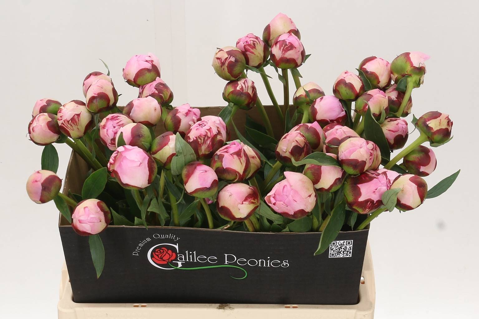 Paeonia Sarah Bernhardt (Пион Сара Бернар) В60